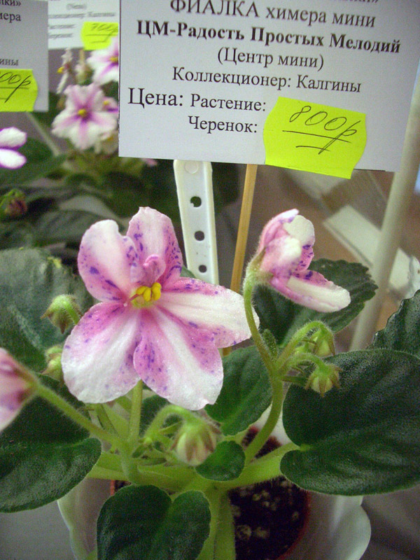 ЦМ-Радость Простых Мелодий.JPG