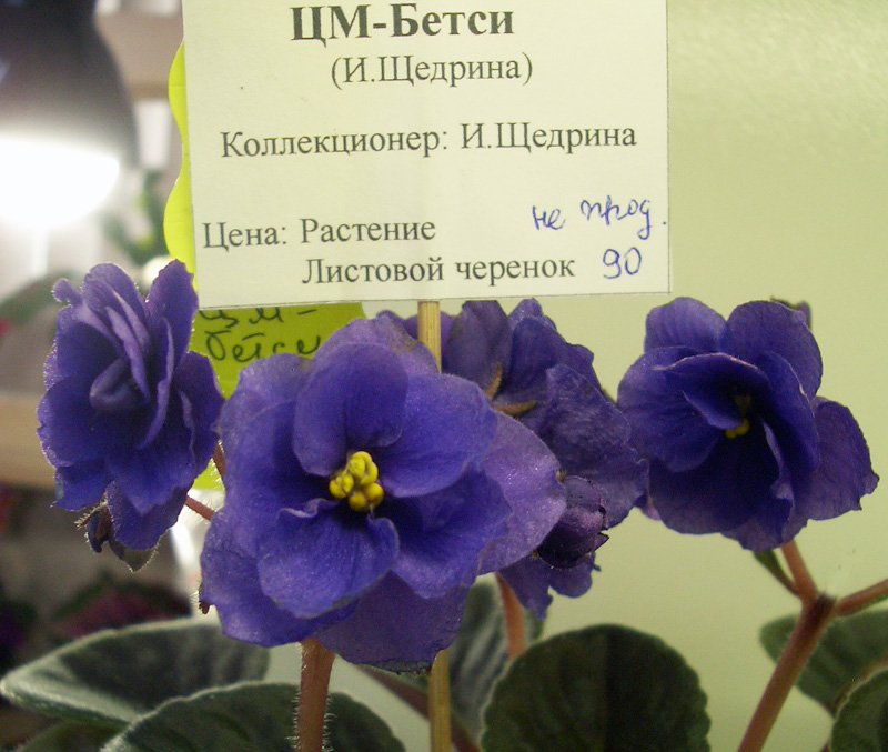 ЦМ-Бетси.JPG
