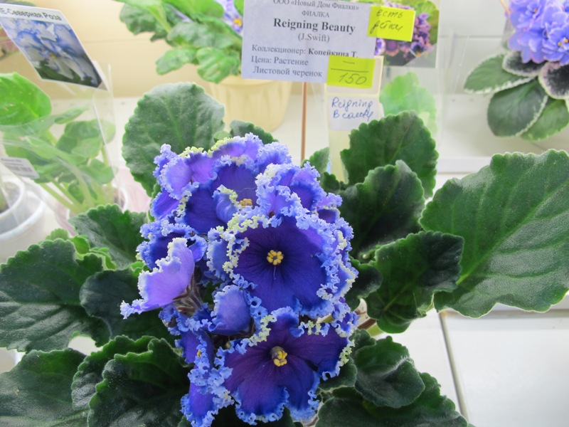 Reigning Beauty (Кол. Копейкина).JPG
