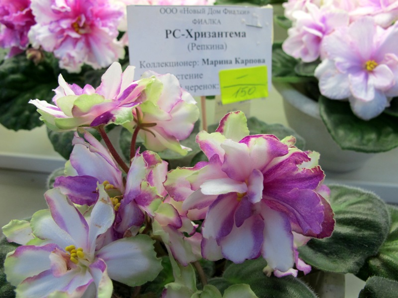 РС-Хризантема (Кол.Карпова).JPG