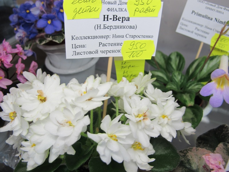Н-Вера (Кол.Старостенко).JPG