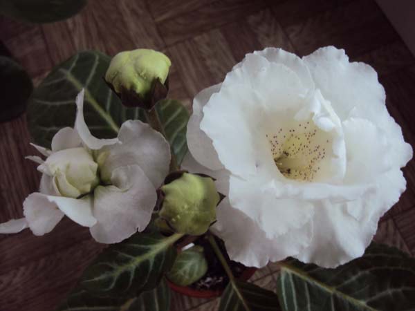 DSC01629.jpg