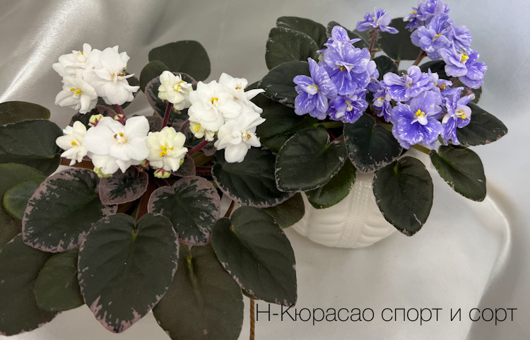 Н-Кюрасао спорт и сорт
