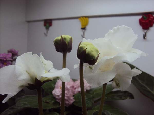 DSC01658.jpg