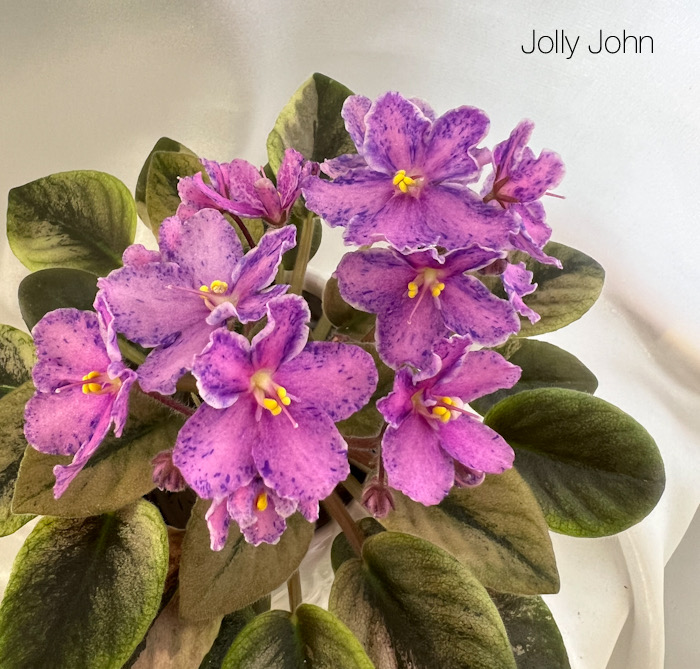 Jolly John