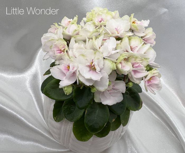 Little Wonder