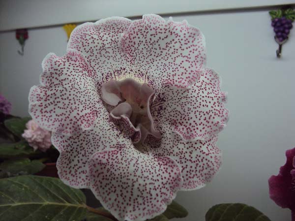 DSC01643.jpg