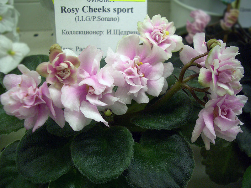 Rosy Cheeks sport.jpg