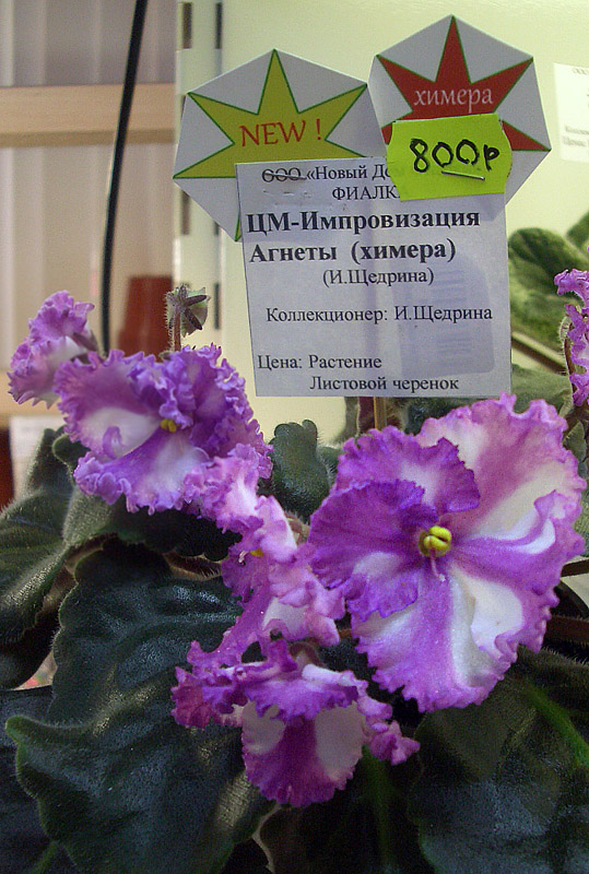 ЦМ-Импровизация Агнеты 1.jpg
