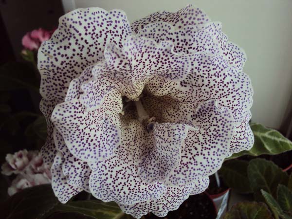 DSC01836.JPG