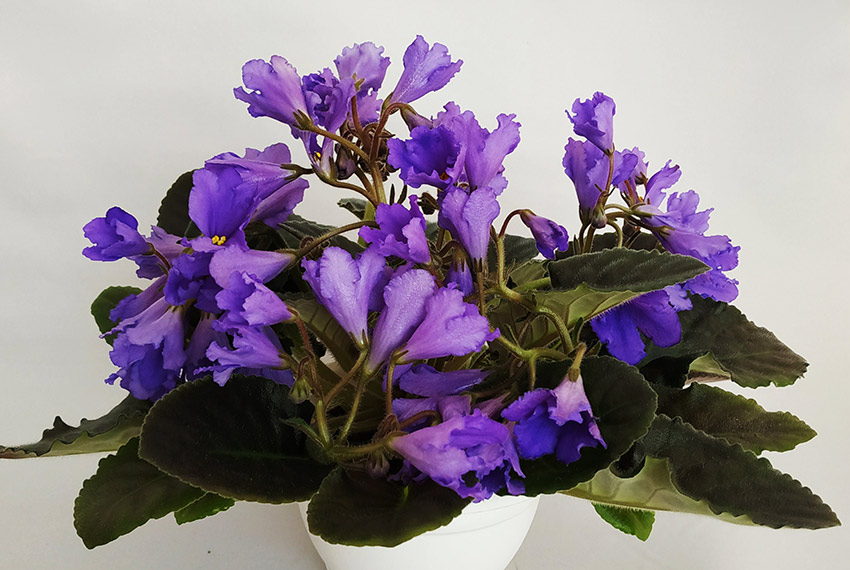 Senk’s-Big-Bells.jpg