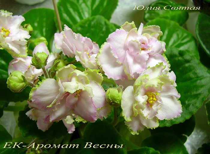 ЕК-Аромат Весны (Коршунова)
