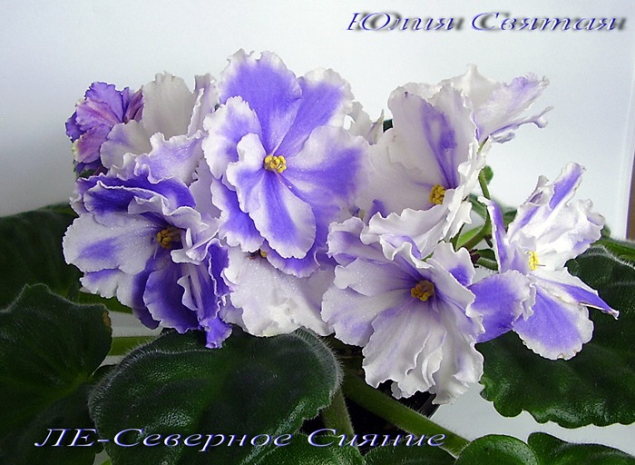 ЛЕ-Северное Сияние (Лебецкая)