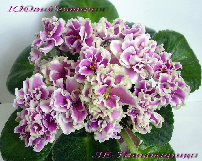 ЛЕ-Танцовщица (Лебецкая)