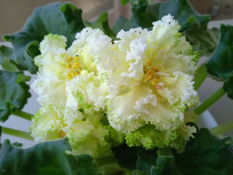ЛЕ-Бриллиант Тиффани.JPG