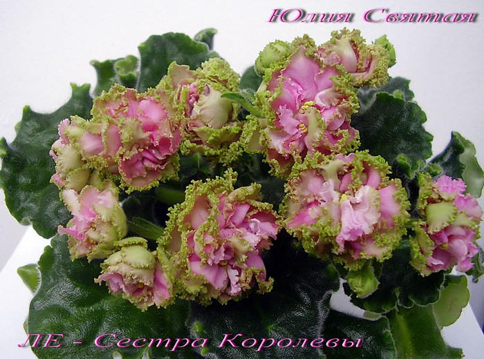 ЛЕ-Сестра Королевы (Лебецкая)