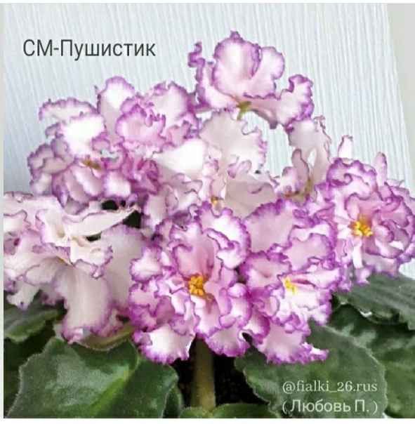 barbie-bmr-1959-Плед-colourblock-jogger-в-клетку-diva---midge.jpg