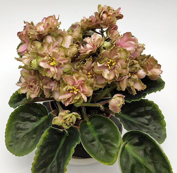 KZ-Рыжий Ап