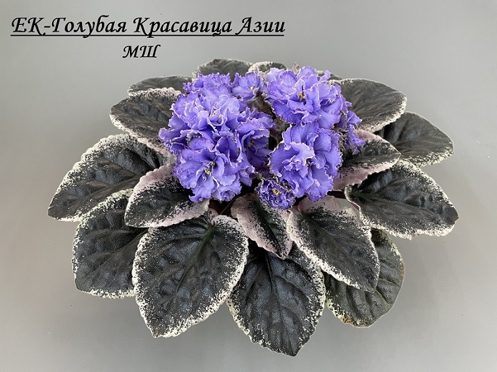 ЕК-Голубая Красавица Азии.jpg