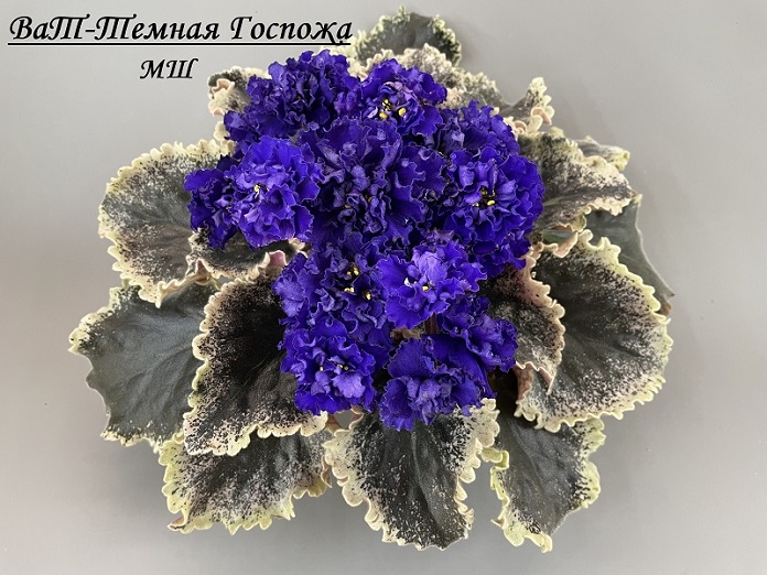 ВаТ-Темная Госпожа.jpg