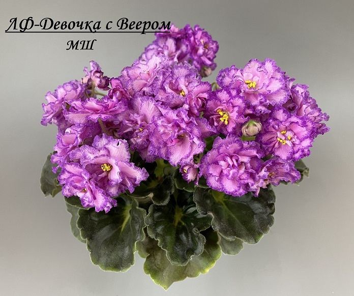 ЛФ-Девочка с Веером.jpg