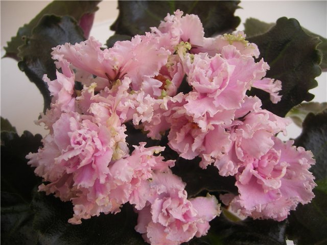 ЛЕ-Короли и Капуста
