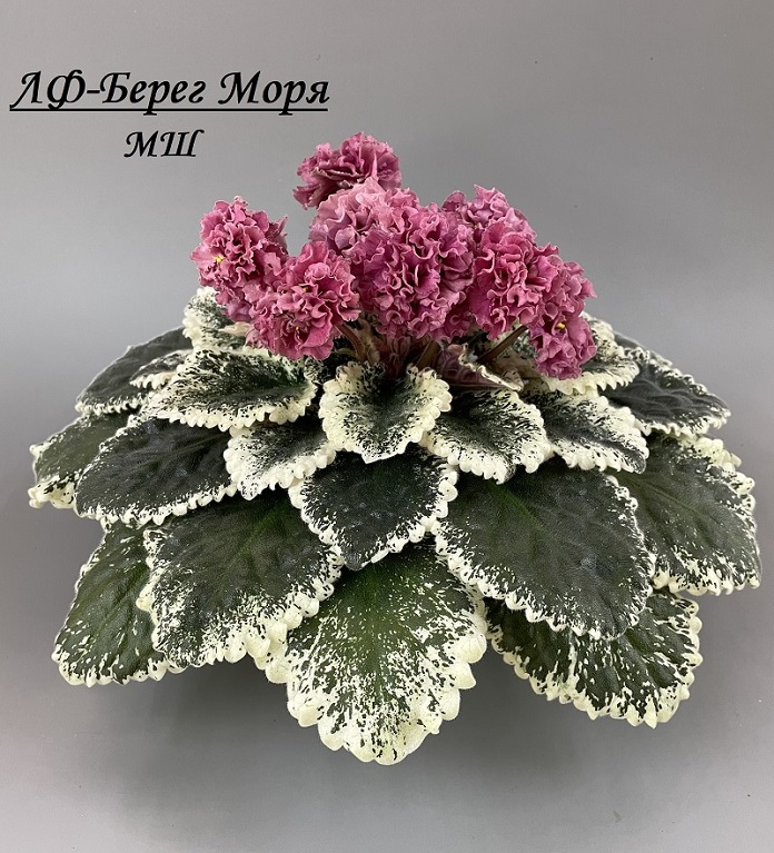 ЛФ-Берег Моря.jpg