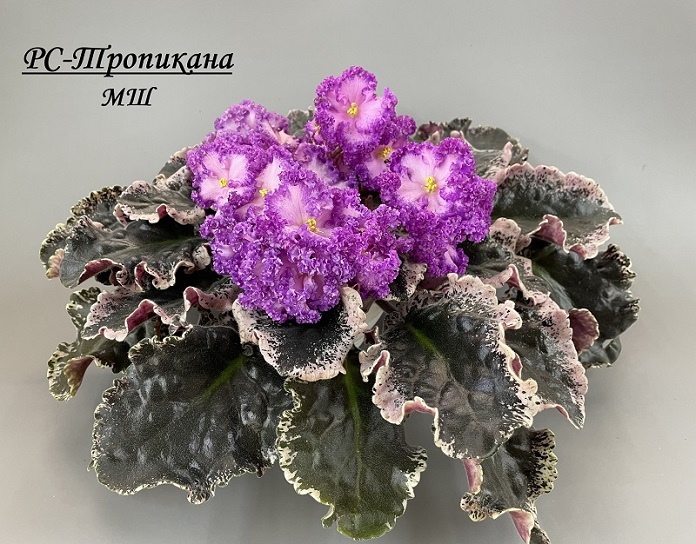РС-Тропикана.jpg
