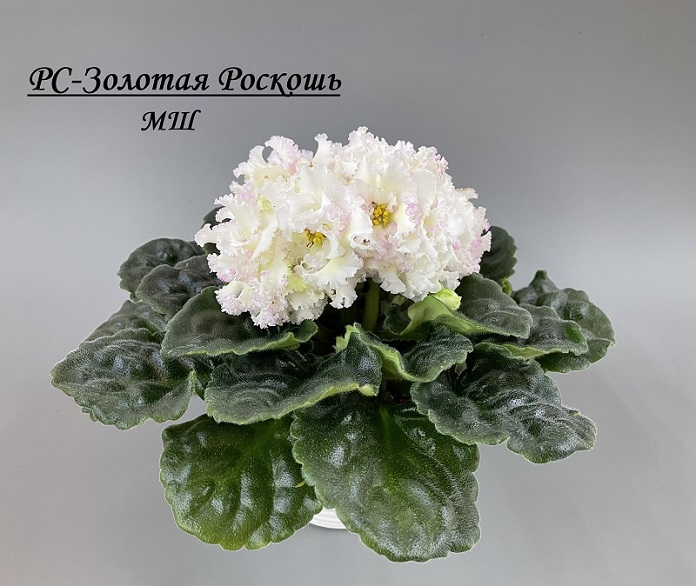 РС-Золотая Роскошь.jpg