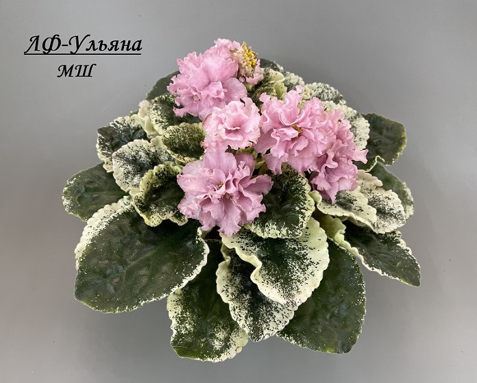 ЛФ-Ульяна.jpg