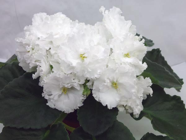 ЕК-Зимний Букет.jpg