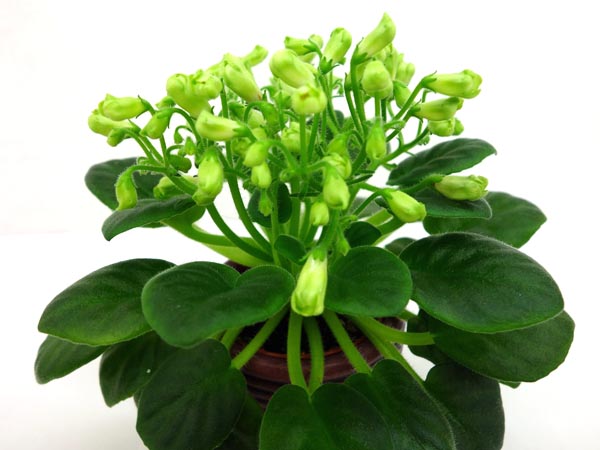 Emerald Bell.jpg
