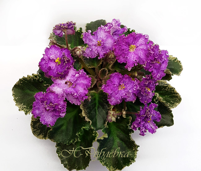 н_рублёвка.jpg