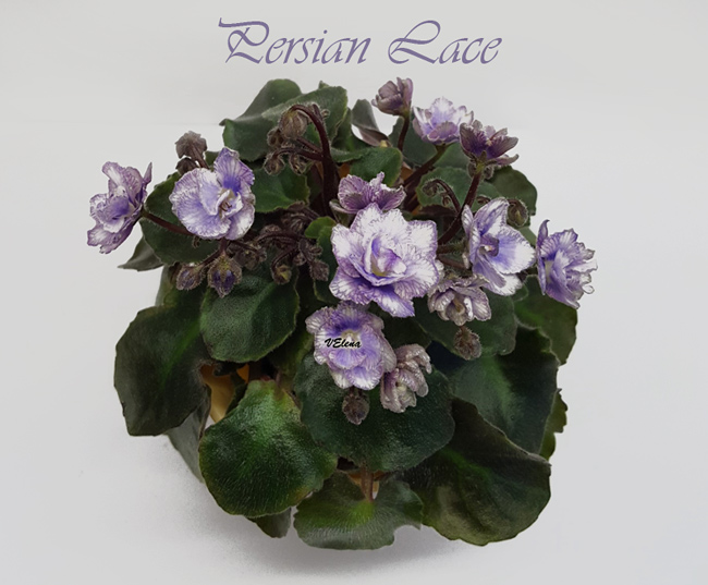 persian_lace.jpg