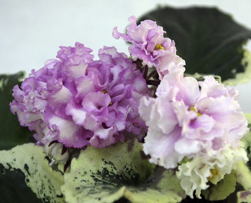 2 место – ЛФ-Кукла Маша спорт, колл. А. Кочеткова