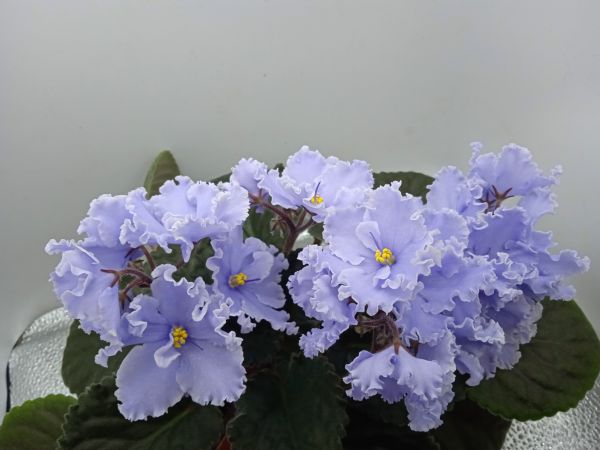 ЛЕ-Эльфийский Сад (3).JPG
