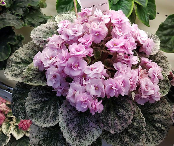 Rose_Bouquet_Шум.jpg
