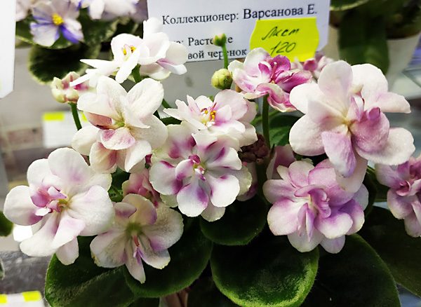 ЛЕ_Villa_Rosa_Варсанова.jpg