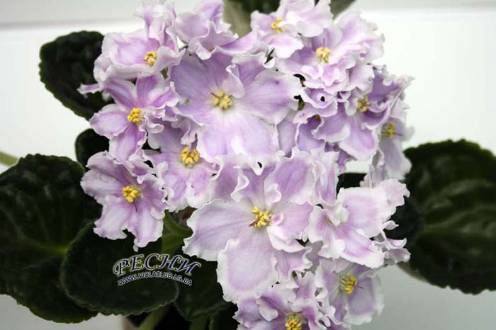 IMG_5592 копия00.jpg
