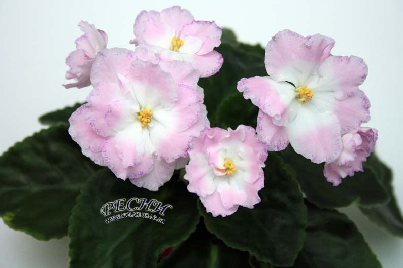 IMG_5678 копия.jpg