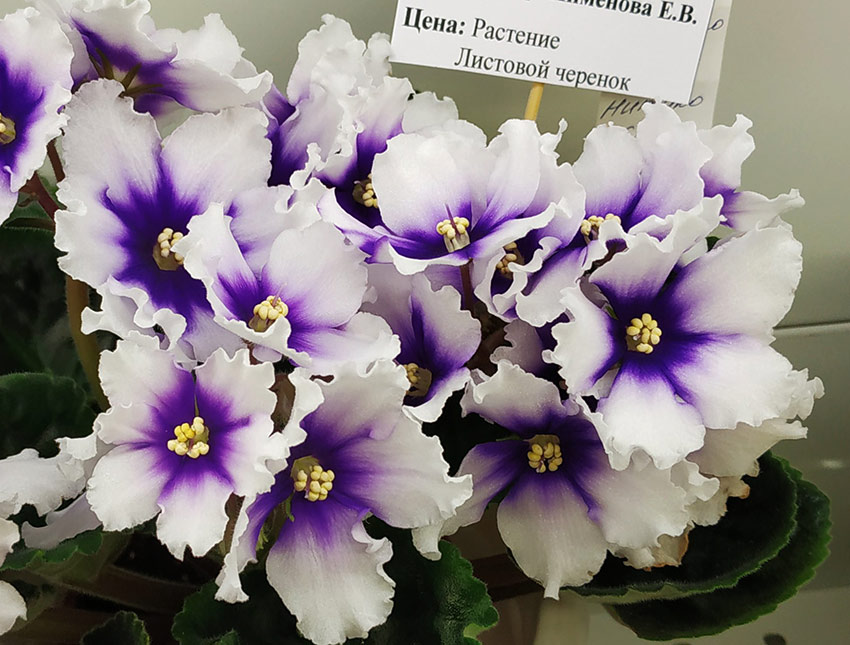 Humako-(без-названия)---Пименова.jpg