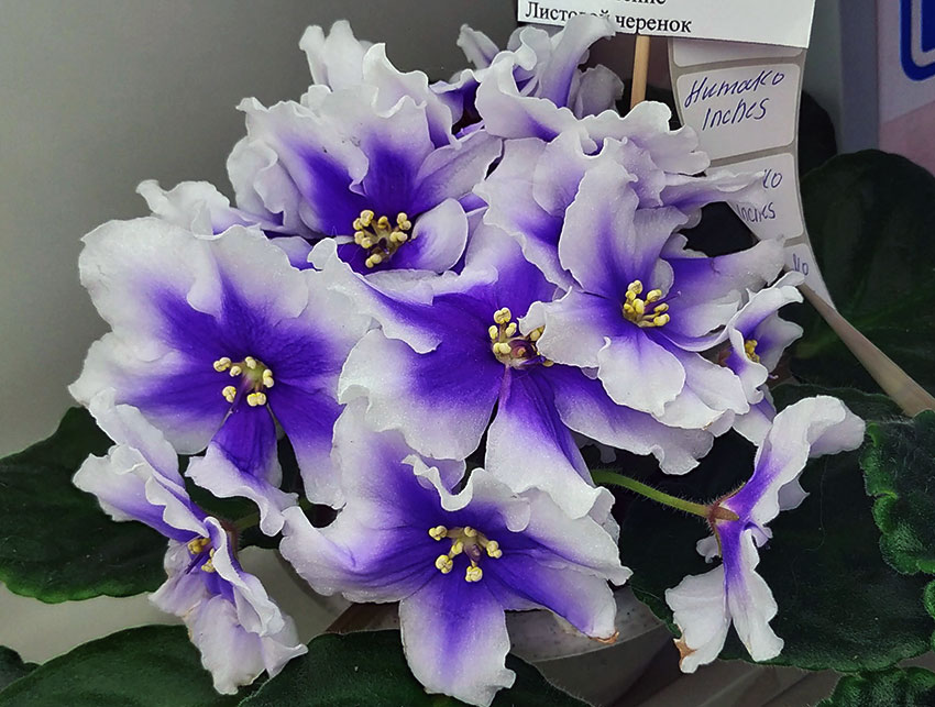 Humako-Inches---Фурлетова.jpg