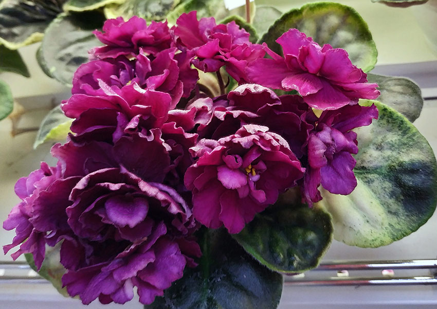 ЕК-Бархатная-Королева----Патянина.jpg