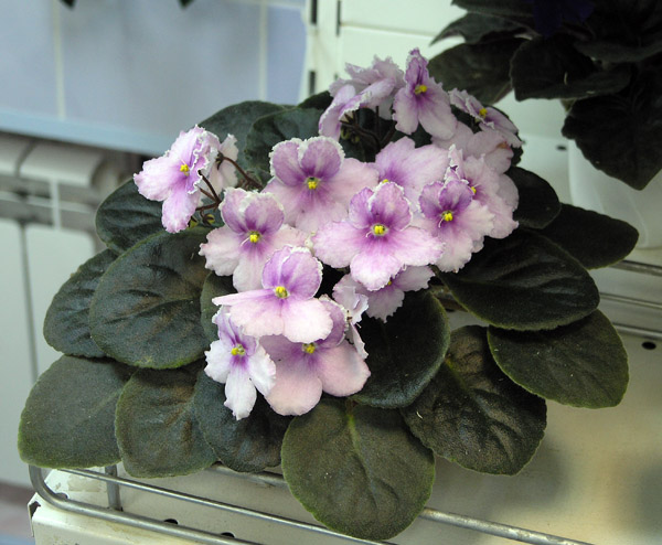 Splendiferous (S. Whitaker), колл. Т. Дадоян.
