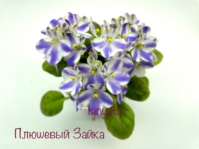 Плюшевый Зайка (Л.Мещерякова).jpg