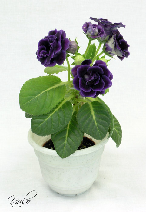 2 место – глоксиния Silvana Violet, колл. А. Кочеткова