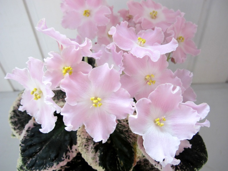 ЛиК-Блондинка.JPG