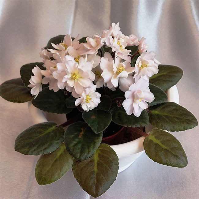 Jolly Moonflower