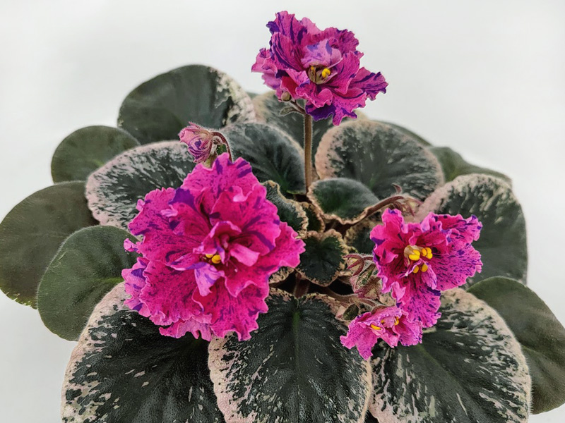 Buckeye Columbus Platinum1.jpg
