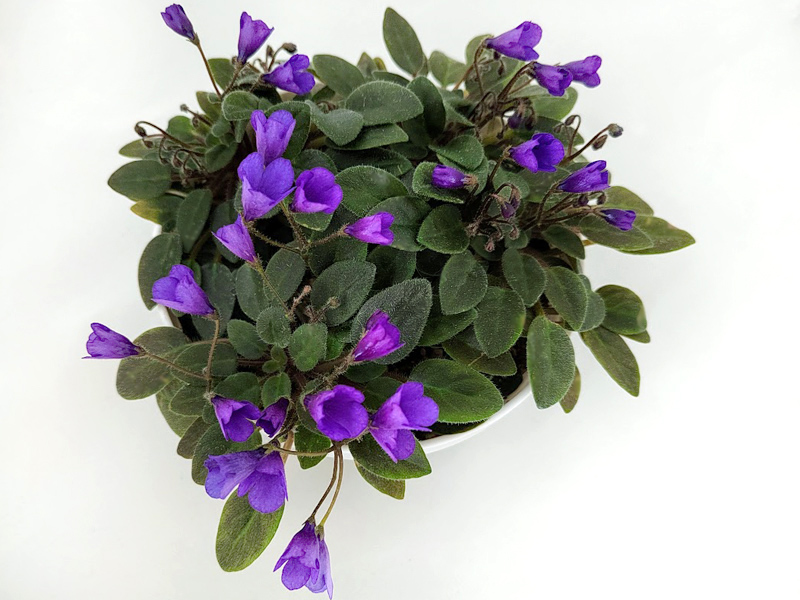 Vallarta Campanas Moradas.jpg